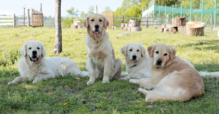 Allevamento Golden Retriever – AZIENDA AGRICOLA DEI NOBI